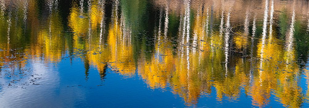 Aspen trees reflect in fall. Rocky Mountains-Colorado-USA. art print by Betty Sederquist for $57.95 CAD