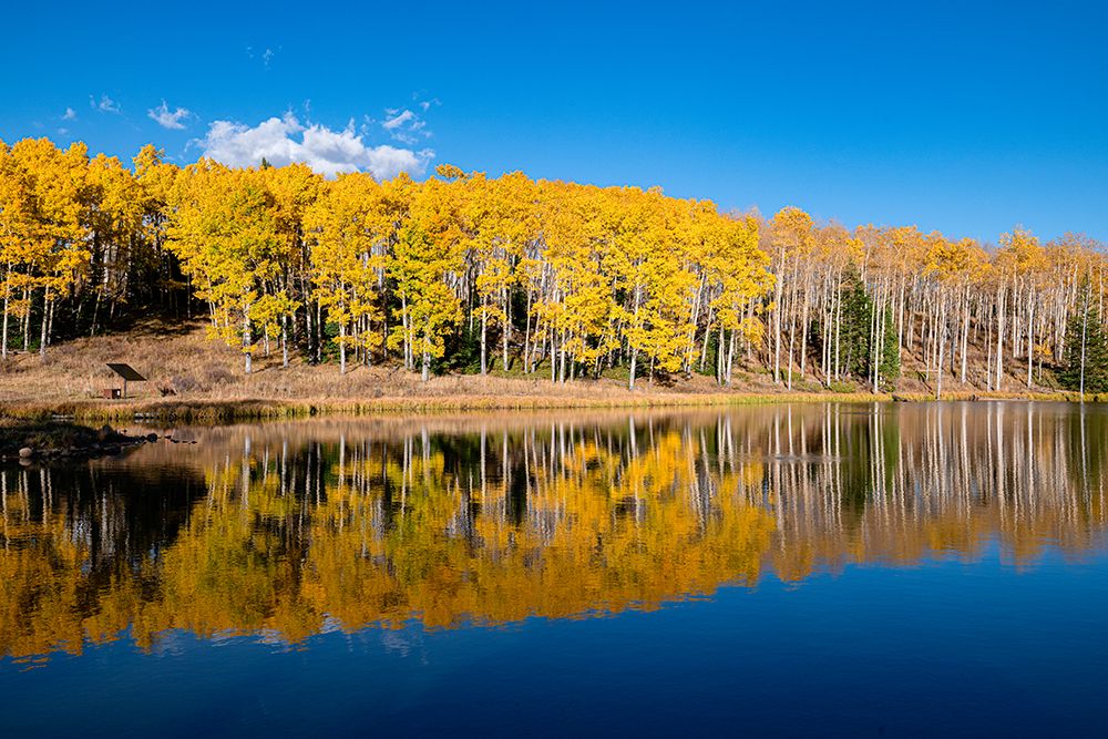 Diamond Pond reflects a stand of aspens-in Colorado-Walden-USA. art print by Betty Sederquist for $57.95 CAD
