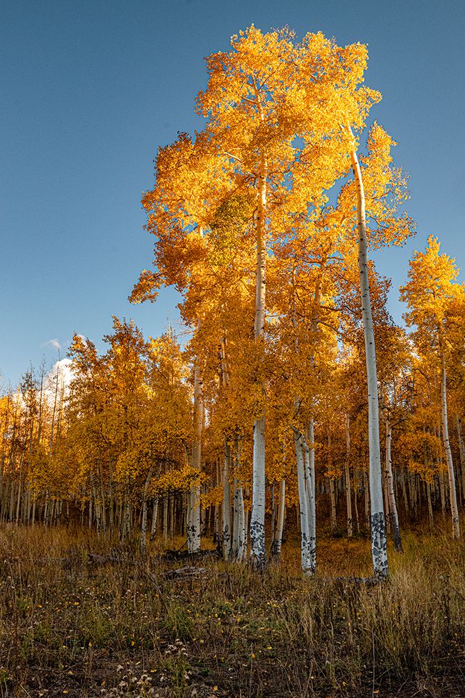 Aspens glow bright orange in late afternoon sun-Colorado-Walden-USA. art print by Betty Sederquist for $57.95 CAD