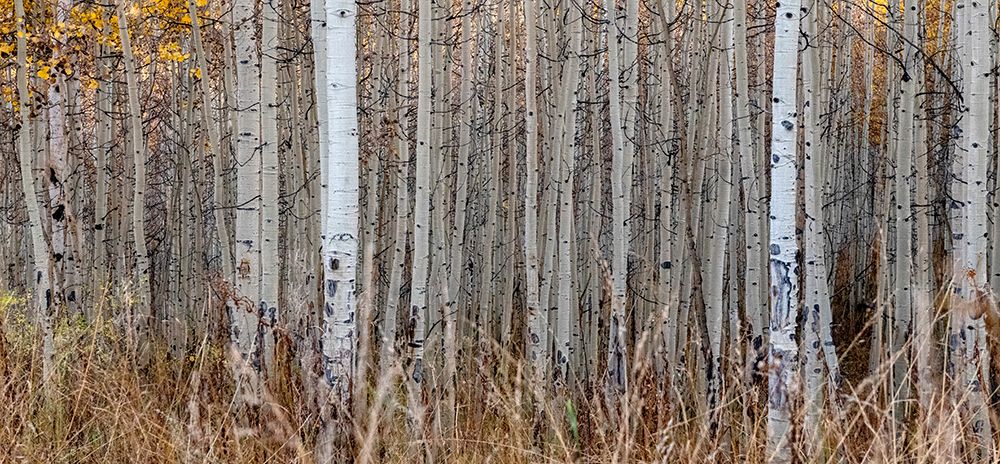 Aspen Tree Trunks-Colorado-Walden-USA. art print by Betty Sederquist for $57.95 CAD