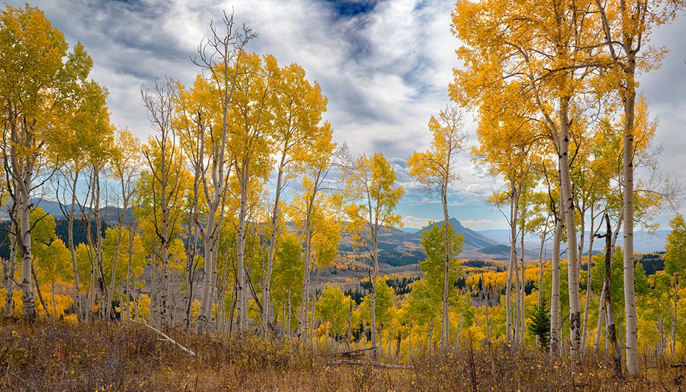 Vistas show off miles of fall aspen forests-Colorado-Walden-USA. art print by Betty Sederquist for $57.95 CAD