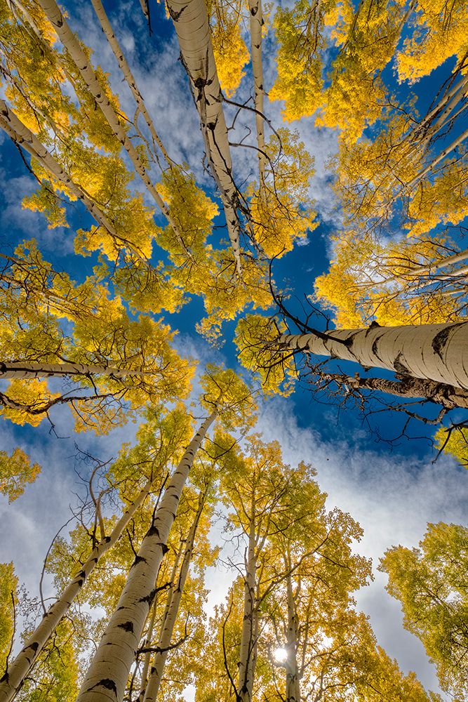 Aspen forest in Colorado-Walden-USA. art print by Betty Sederquist for $57.95 CAD