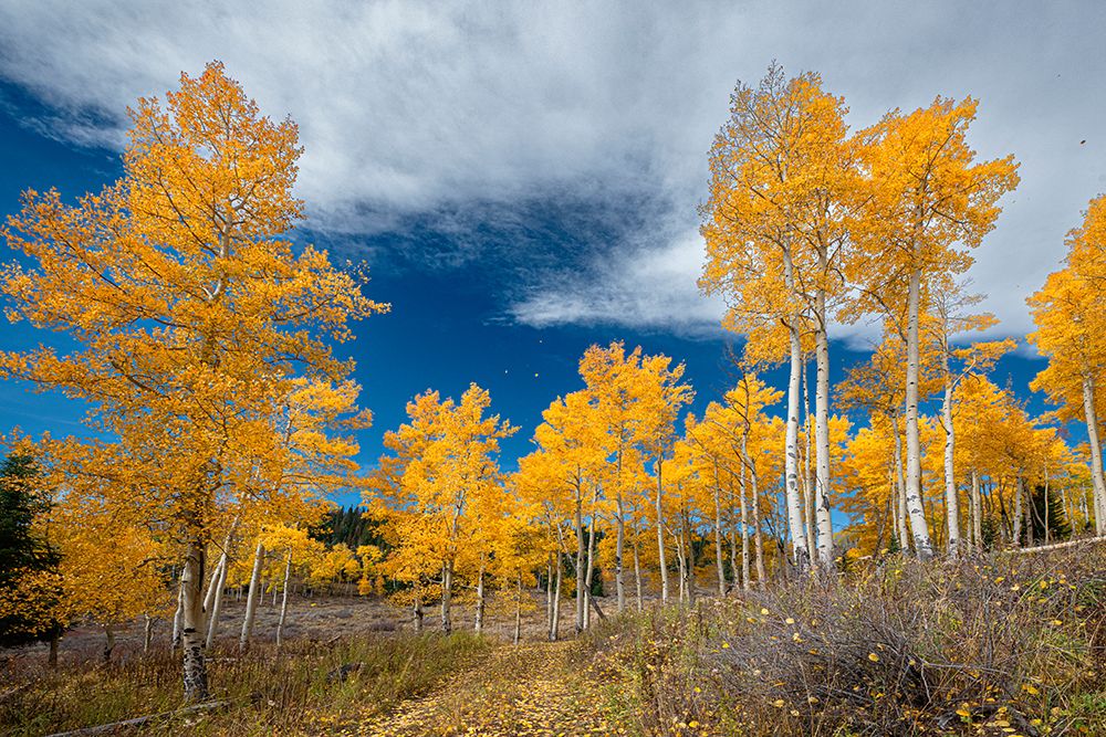 Aspens glow with fall color-Colorado-Walden-USA. art print by Betty Sederquist for $57.95 CAD