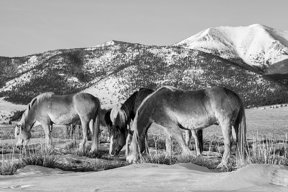 USA-Colorado-Westcliffe Music Meadows Ranch Herd of horses with Rocky Mountains in the distance art print by Cindy Miller Hopkins for $57.95 CAD