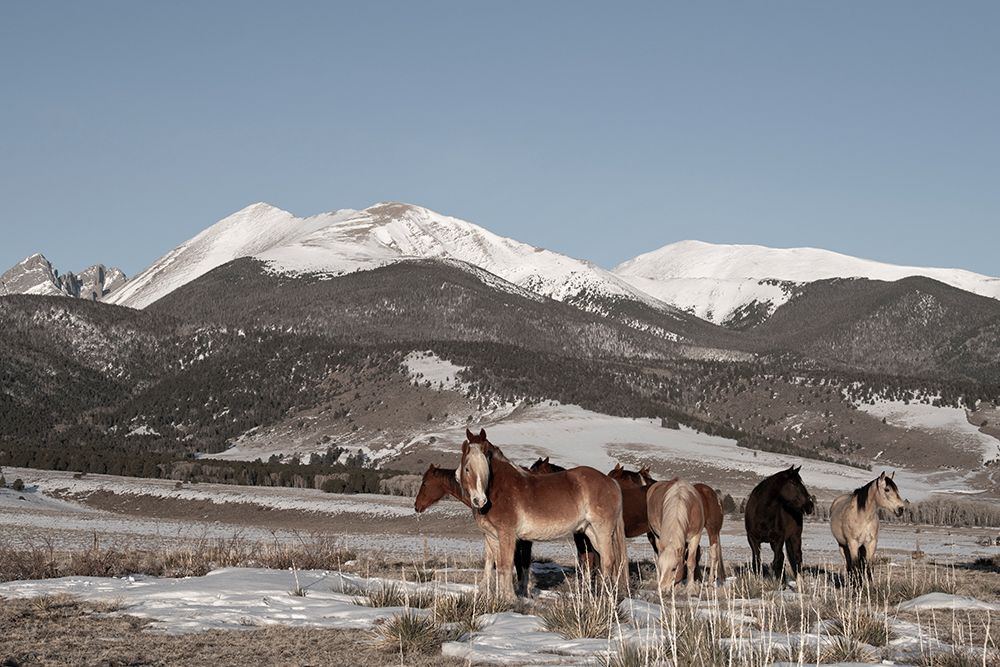 USA-Colorado-Music Meadows Ranch Herd of horses with Rocky Mountains in the distance art print by Cindy Miller Hopkins for $57.95 CAD