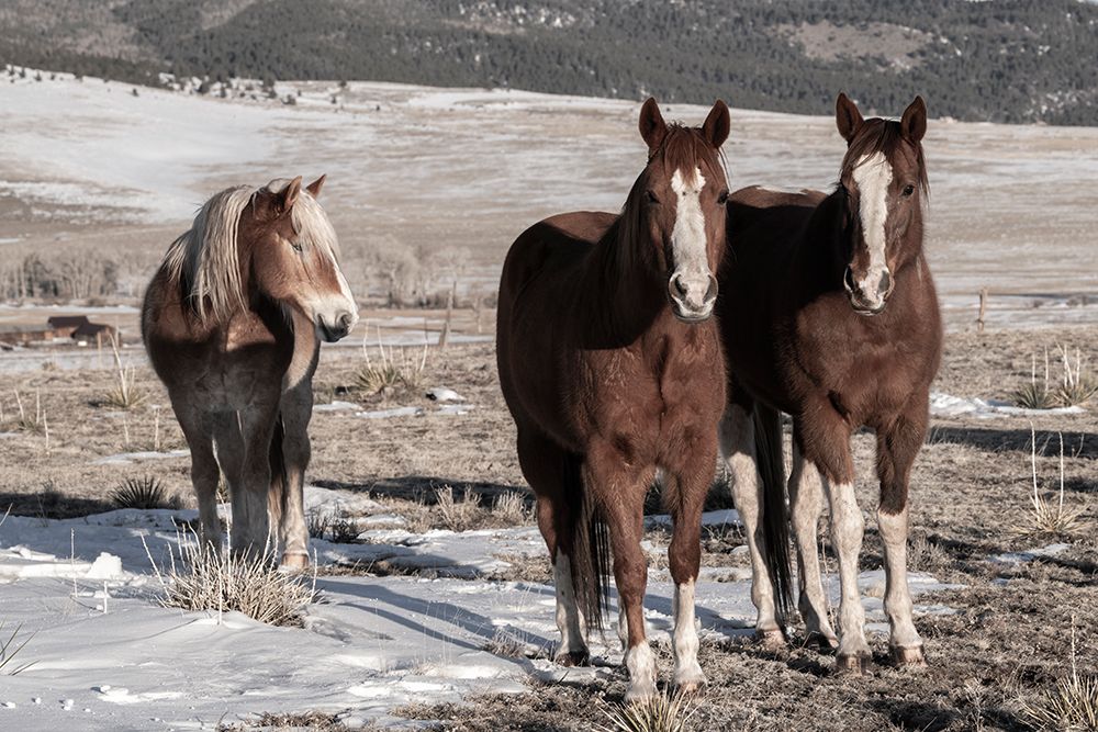 USA-Colorado-Westcliffe Music Meadows Ranch Sorrel horses with draft horse art print by Cindy Miller Hopkins for $57.95 CAD