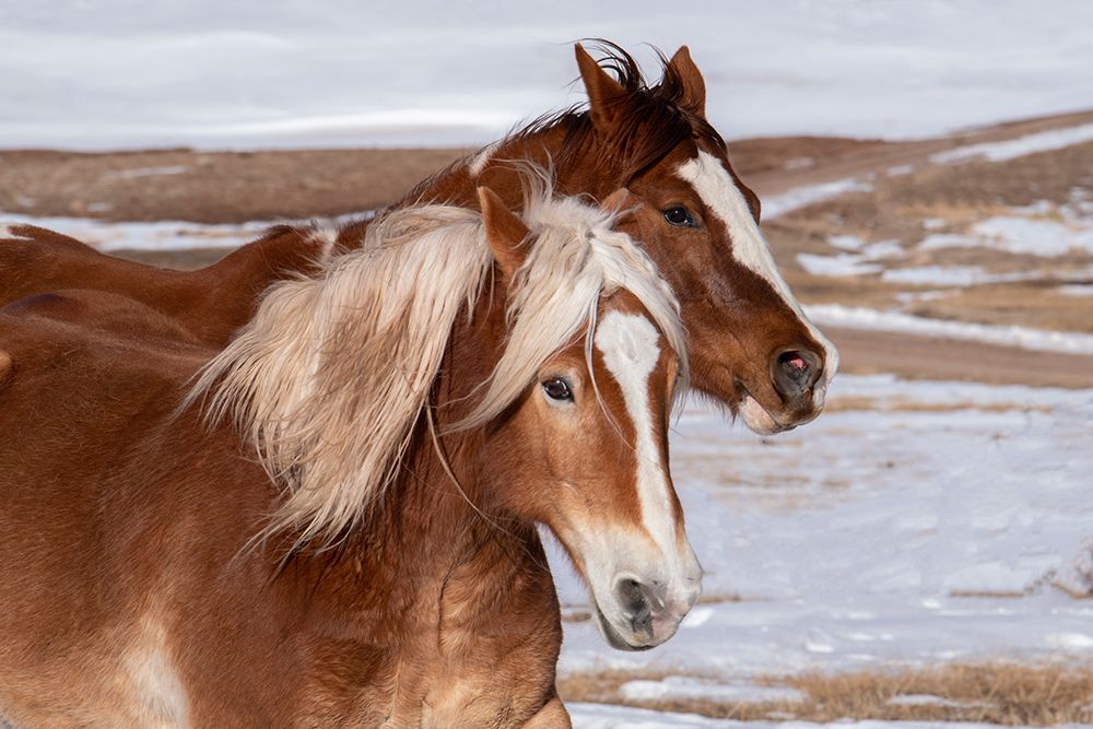 USA-Colorado-Westcliffe Music Meadows Ranch Ranch horses in winter art print by Cindy Miller Hopkins for $57.95 CAD