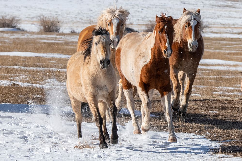 USA-Colorado-Westcliffe Music Meadows Ranch Herd of mixed breed horses running in the snow art print by Cindy Miller Hopkins for $57.95 CAD