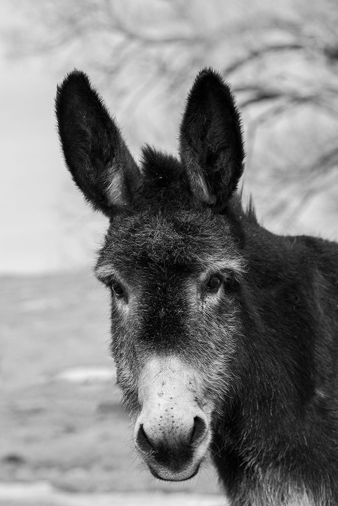 USA-Colorado-Westcliffe Music Meadows Ranch Cute old ranch donkey-face detail art print by Cindy Miller Hopkins for $57.95 CAD