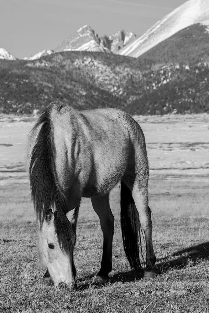 USA-Colorado-Westcliffe Music Meadows Ranch Buckskin horse with Rocky Mountains in the distance art print by Cindy Miller Hopkins for $57.95 CAD