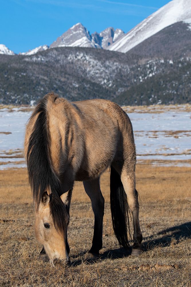 USA-Colorado-Westcliffe Music Meadows Ranch Buckskin horse with Rocky Mountains in the distance art print by Cindy Miller Hopkins for $57.95 CAD