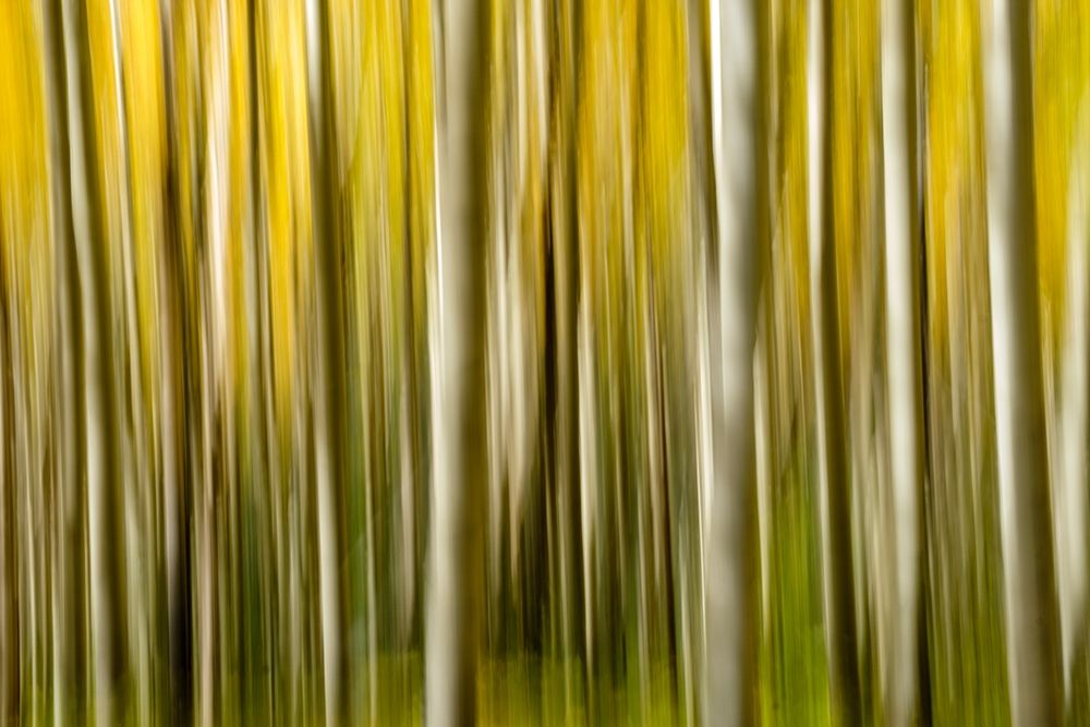 Colorado-Aspen-Abstract-Fall Colors art print by George Theodore for $57.95 CAD
