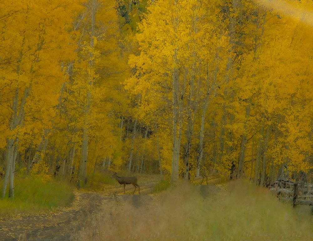 USA-Colorado-Fall colors art print by George and Marilu Theodore for $57.95 CAD