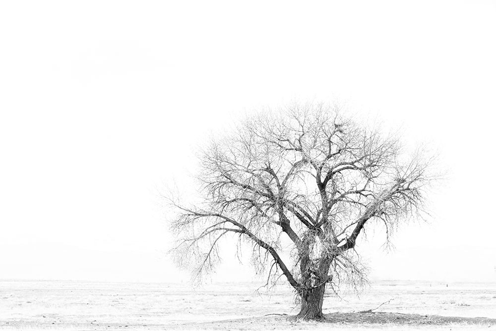 Lone tree art print by George and Marilu Theodore for $57.95 CAD