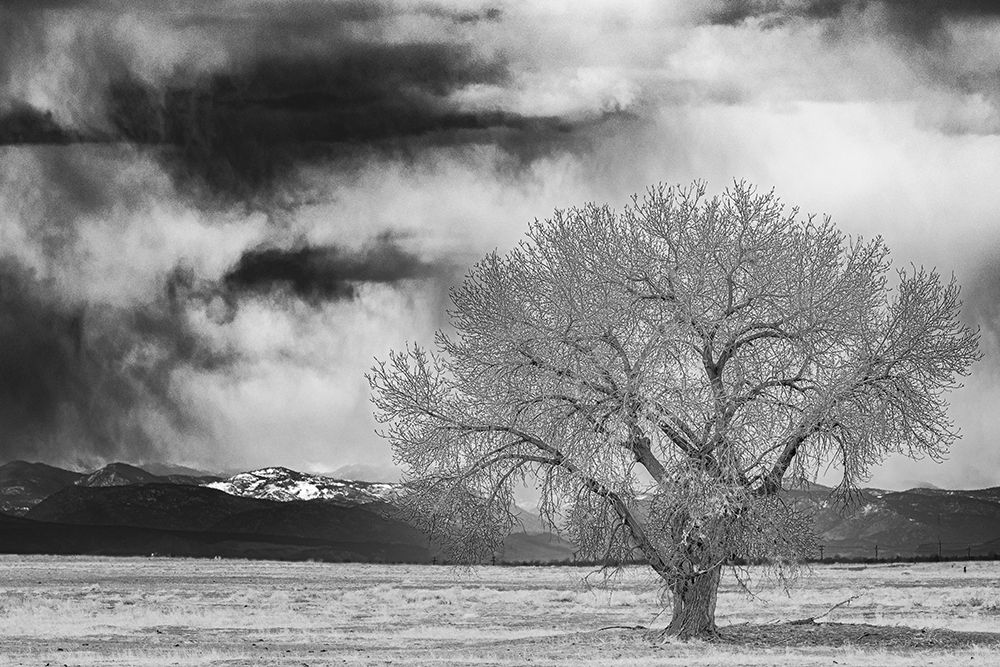Lone tree art print by George and Marilu Theodore for $57.95 CAD