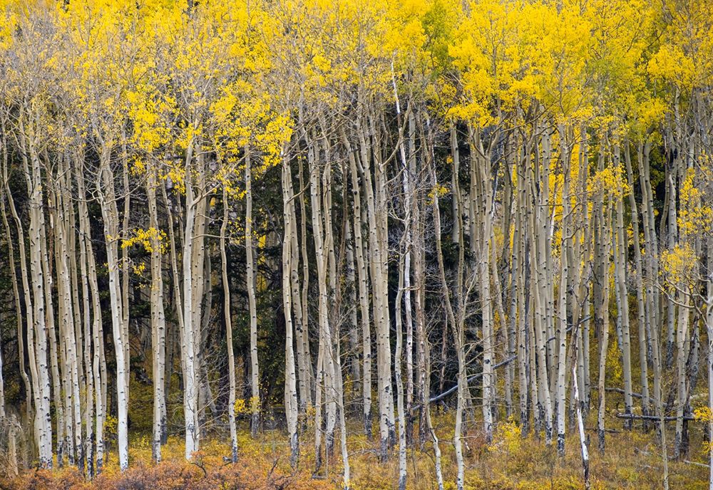 USA-Colorado autumn art print by George and Marilu Theodore for $57.95 CAD