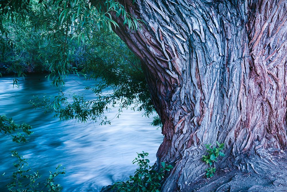 USA-Colorado Close-up of tree and Arkansas River in Salida art print by Janell Davidson for $57.95 CAD