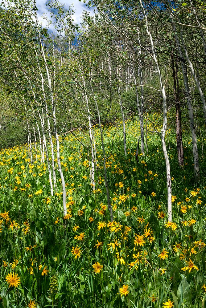USA-Colorado Wildflower meadow in White River National Forest art print by Janell Davidson for $57.95 CAD