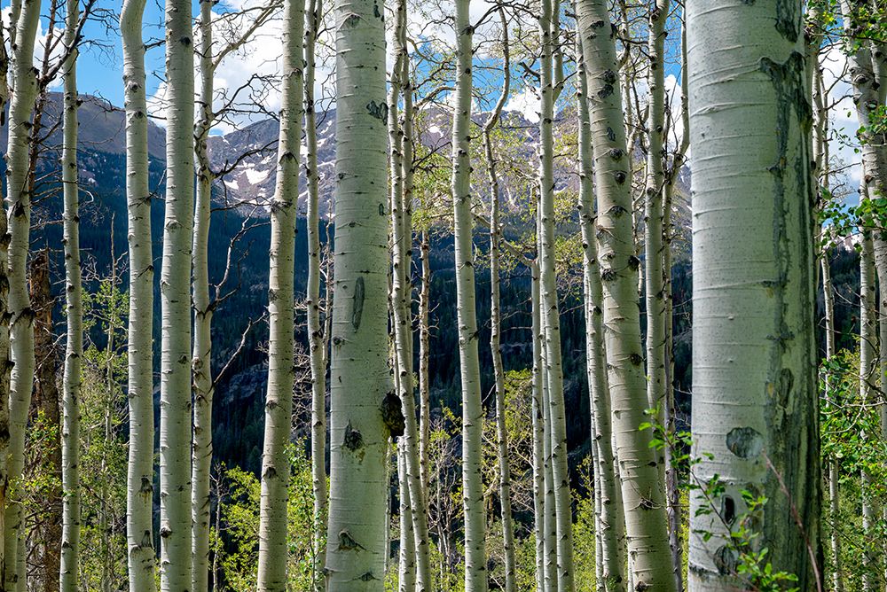 USA-Colorado Aspen trees in White River National Forest art print by Janell Davidson for $57.95 CAD