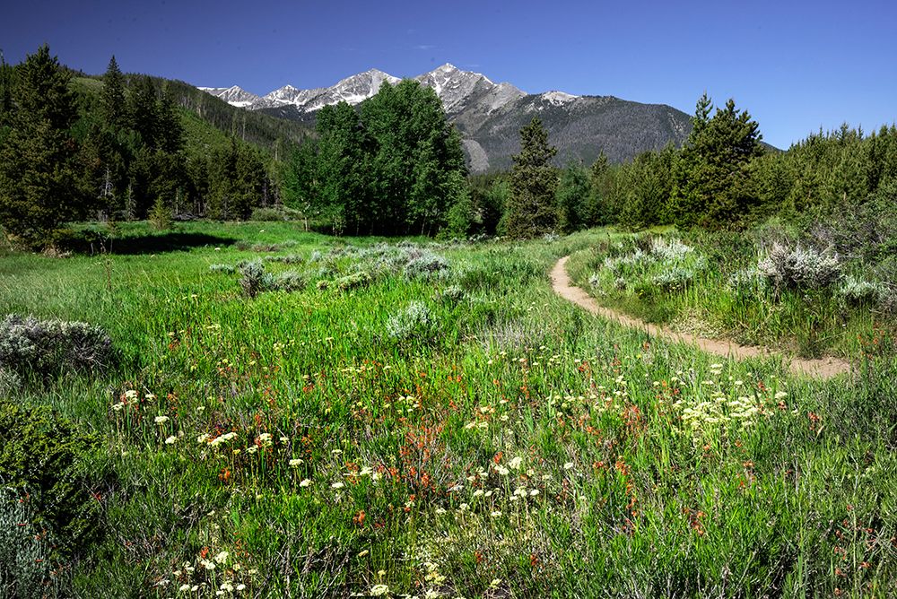 USA-Colorado Trail through wildflower meadow and mountain peaks in White River National Forest art print by Janell Davidson for $57.95 CAD
