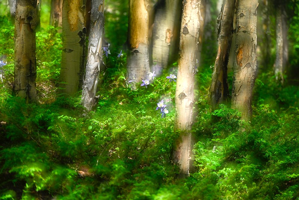 Forest of trees and wildflowers-Creative composite with soft focus art print by Janell Davidson for $57.95 CAD