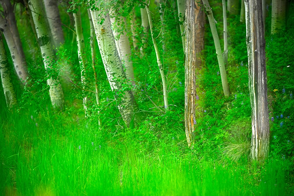 Forest of trees and grasses-Creative composite with soft focus art print by Janell Davidson for $57.95 CAD