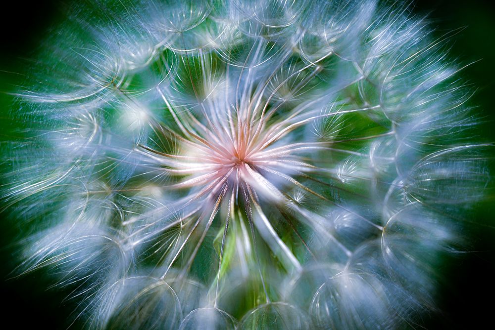 Close-up of the giant dandelion looking plant called salsify in Colorado art print by Janell Davidson for $57.95 CAD
