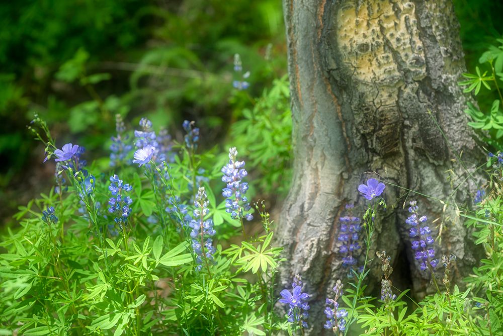 Soft composite of blue lupine growing around base of tree in Colorado art print by Janell Davidson for $57.95 CAD