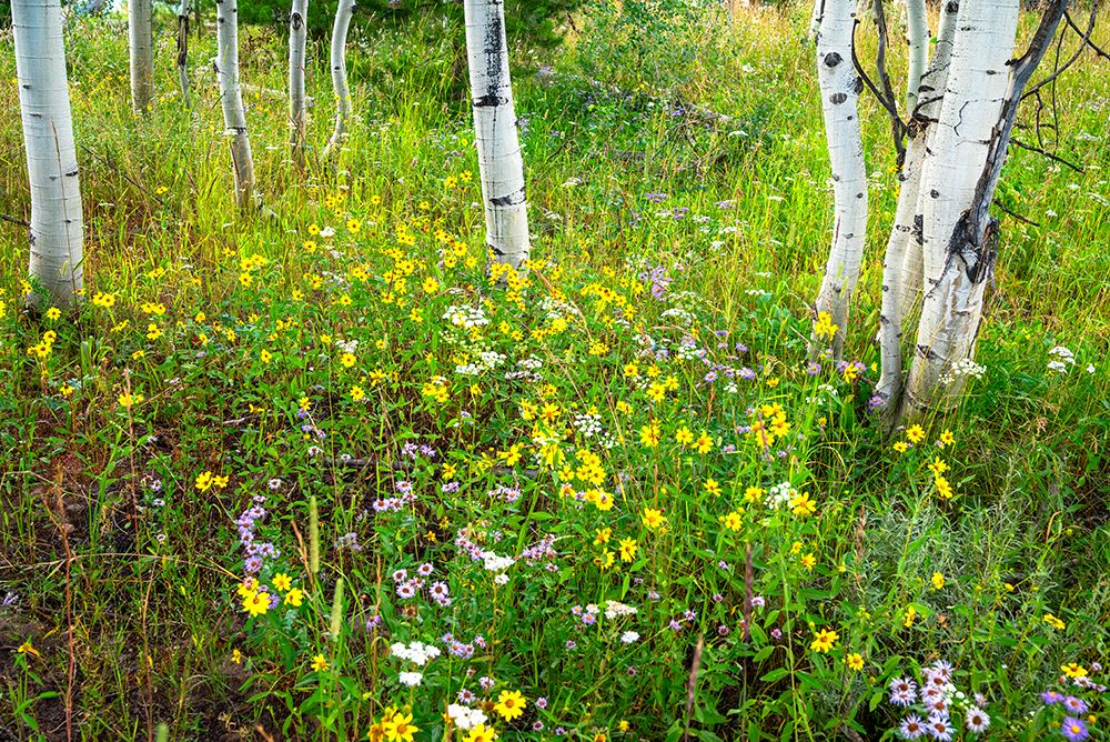 USA-Colorado Colorful summer meadow of wildflowers and Aspens art print by Janell Davidson for $57.95 CAD