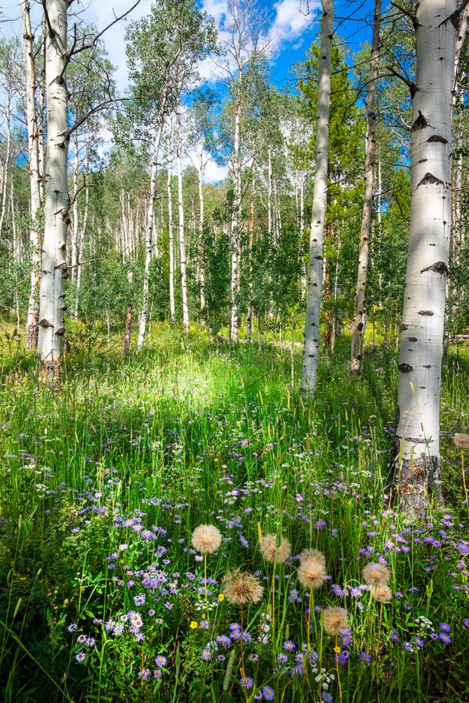 USA-Colorado Wildflowers in a grove of Aspen trees art print by Janell Davidson for $57.95 CAD
