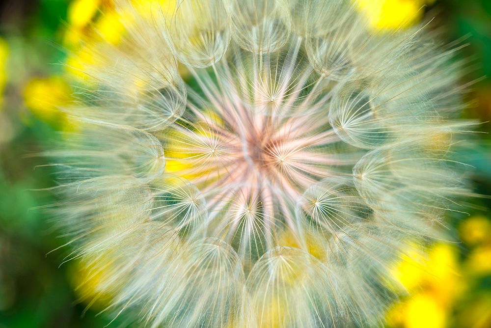 USA-Colorado Close-up of salsify in full bloom art print by Janell Davidson for $57.95 CAD