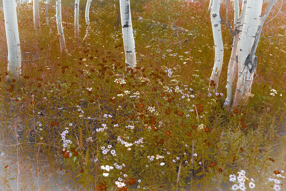 Wildflowers in an Aspen grove art print by Janell Davidson for $57.95 CAD