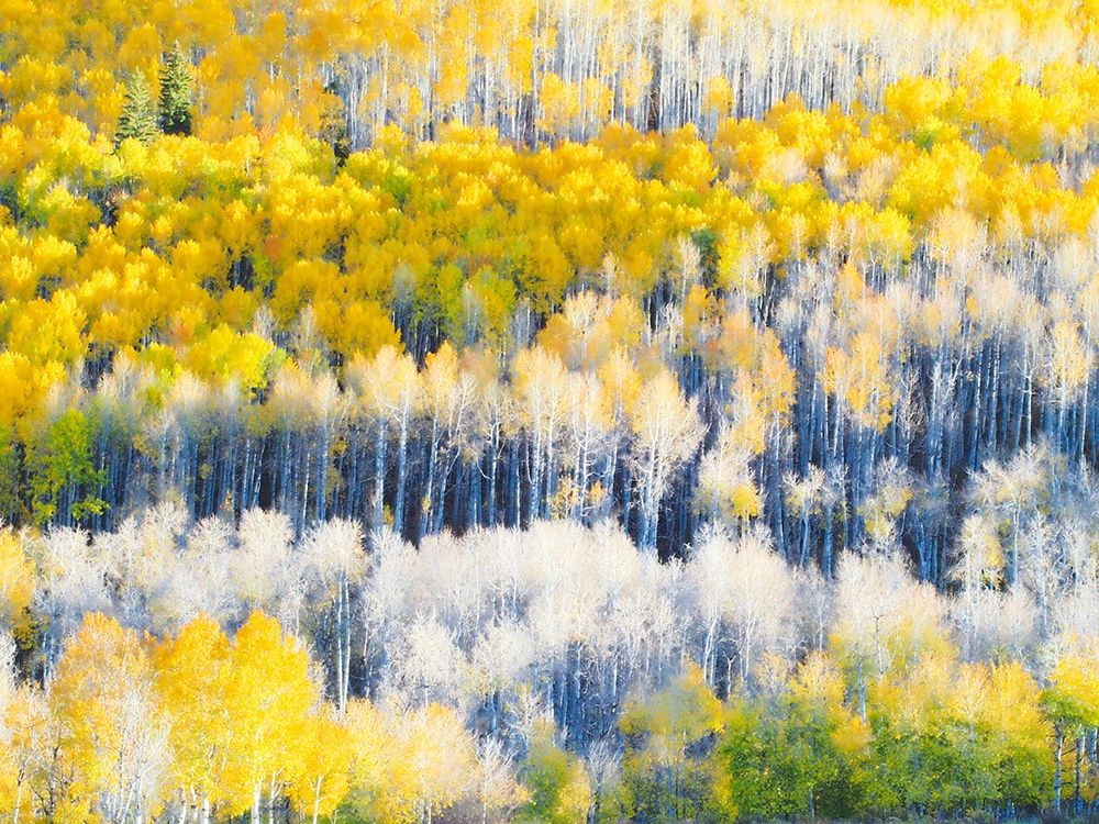 Colorado-Maroon Bells-Snowmass Wilderness Fall colors on Aspen trees art print by Julie Eggers for $57.95 CAD