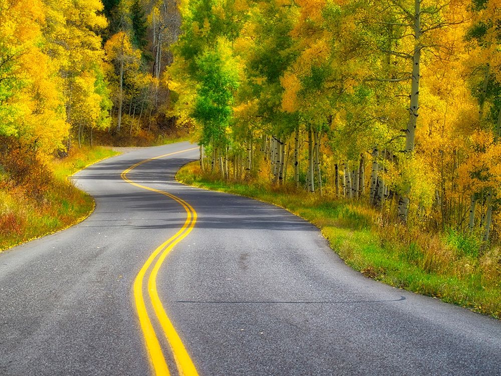 Colorado Curved Roadway near Aspen-Colorado in autumn colors and aspens groves art print by Julie Eggers for $57.95 CAD
