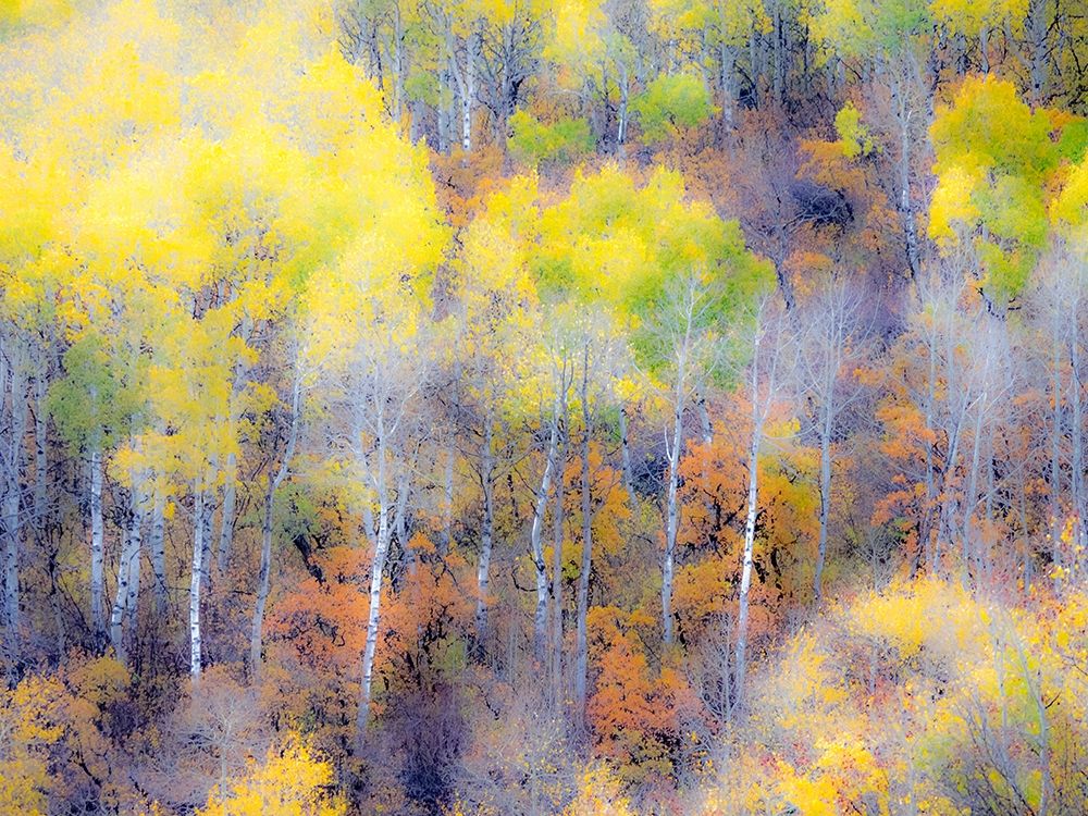 Colorado-San Juan Mts Yellow and orange fall aspens in Gunnison National forest art print by Julie Eggers for $57.95 CAD