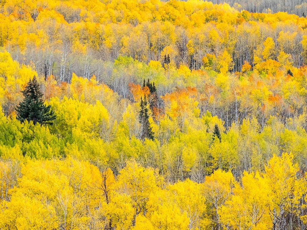 Colorado-San Juan Mts Yellow and orange fall aspens-Gunnison National Forest-Colorado art print by Julie Eggers for $57.95 CAD