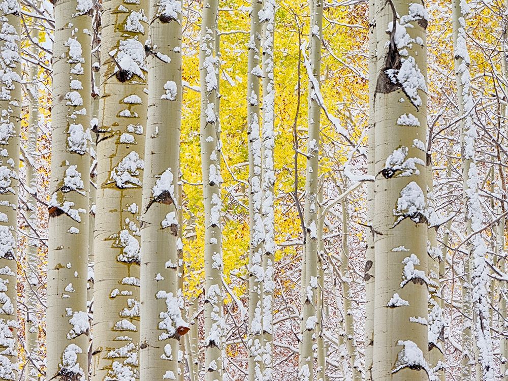Colorado-San Juan Mts Fresh snow on aspens in the fall art print by Julie Eggers for $57.95 CAD