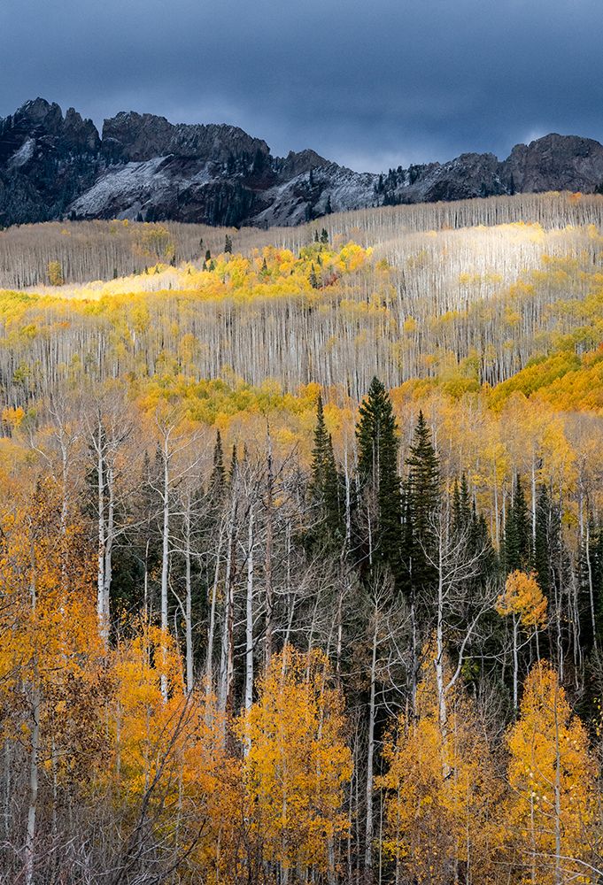 USA-Colorado. Light dappled Aspen forests-Kebler Pass-Gunnison National Forest art print by Judith Zimmerman for $57.95 CAD