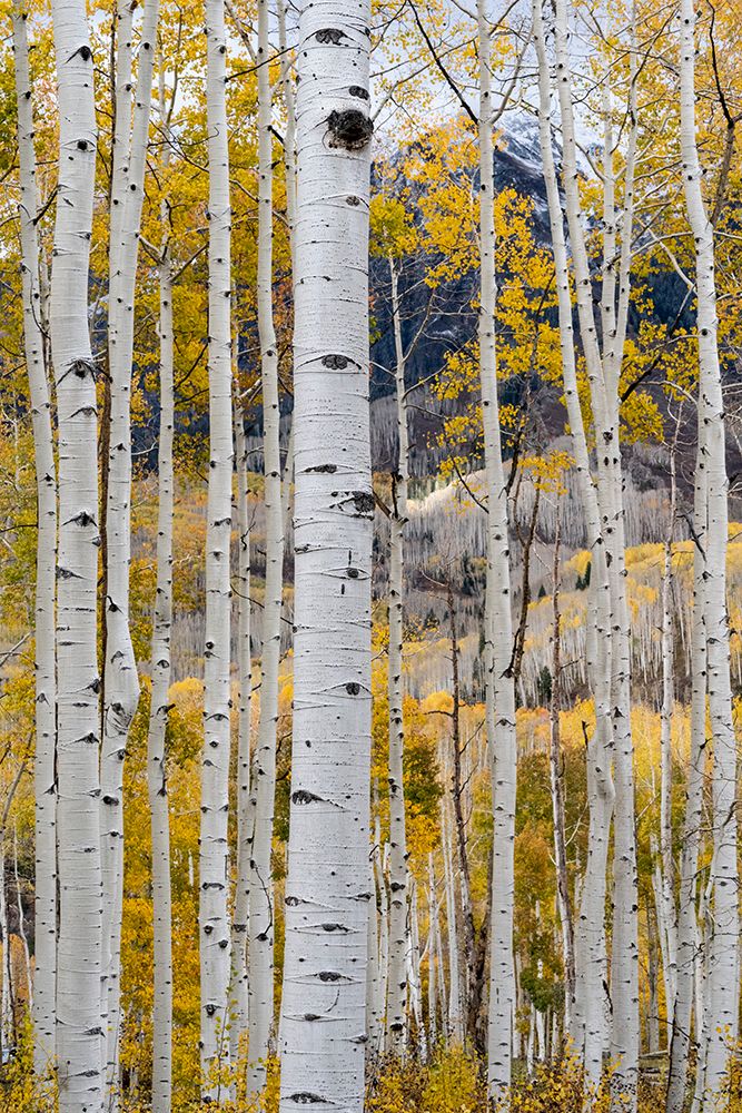USA-Colorado. Light dappled Aspen forests-Kebler Pass-Gunnison National Forest art print by Judith Zimmerman for $57.95 CAD
