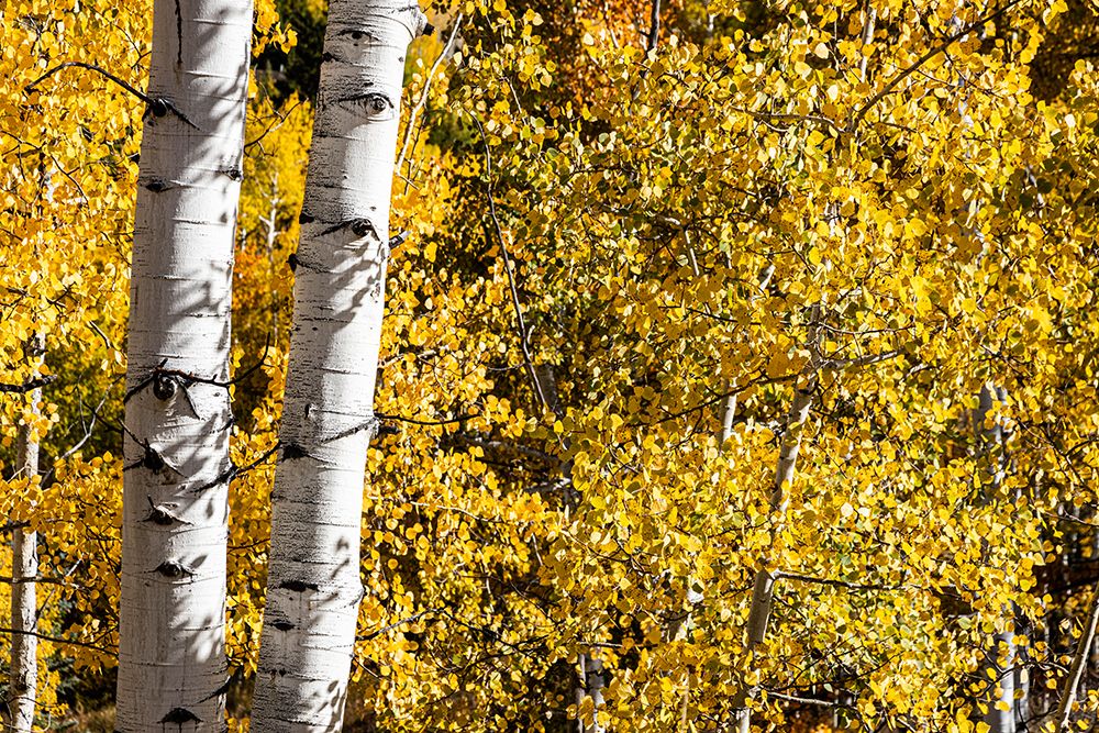 Aspen trees in autumn art print by Mallorie Ostrowitz for $57.95 CAD