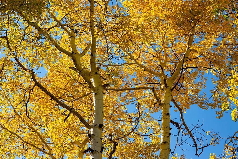Aspens on the Tom Blake Trail-Colorado art print by Mallorie Ostrowitz for $57.95 CAD