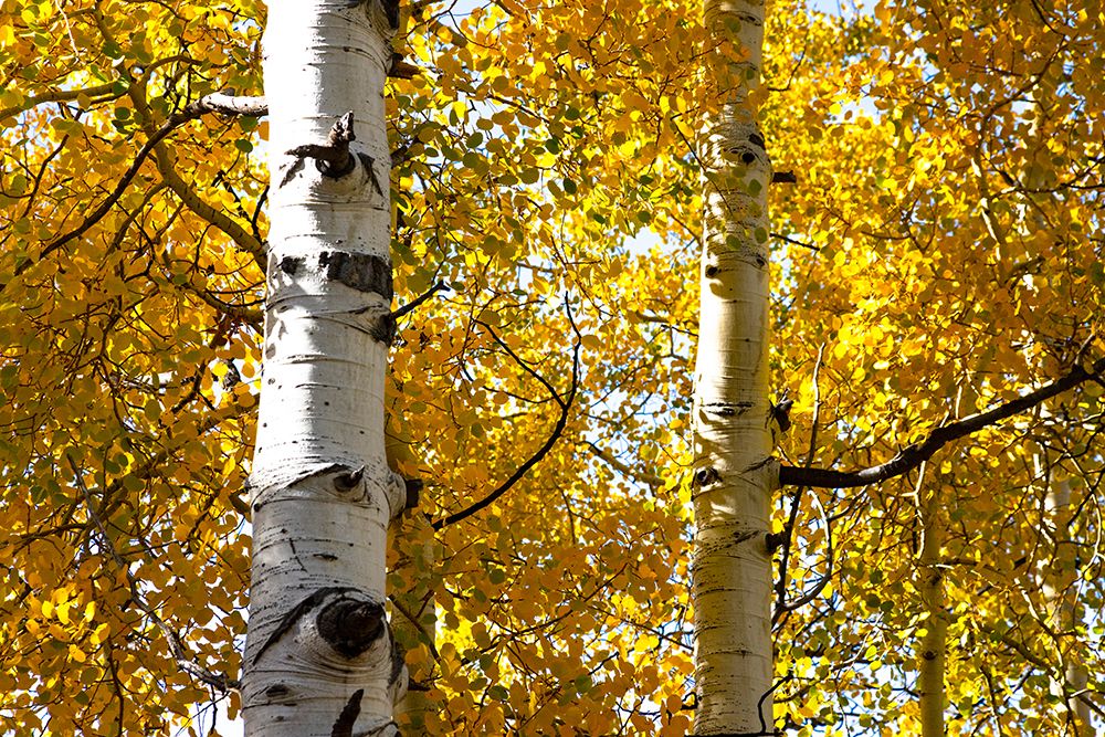 Aspen trees in autumn-Blake Trail-Colorado art print by Mallorie Ostrowitz for $57.95 CAD