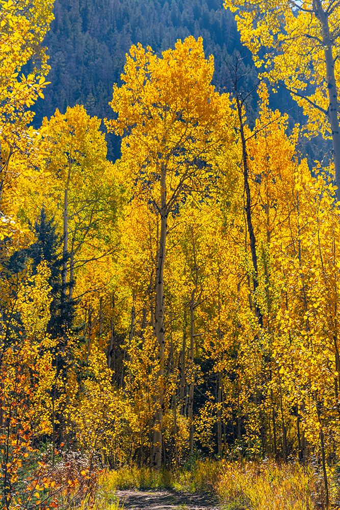 Grouping of aspen trees on a trail-Colorado art print by Mallorie Ostrowitz for $57.95 CAD