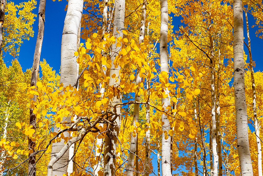 Aspen trees in autumn turning goldin Snowmass art print by Mallorie Ostrowitz for $57.95 CAD