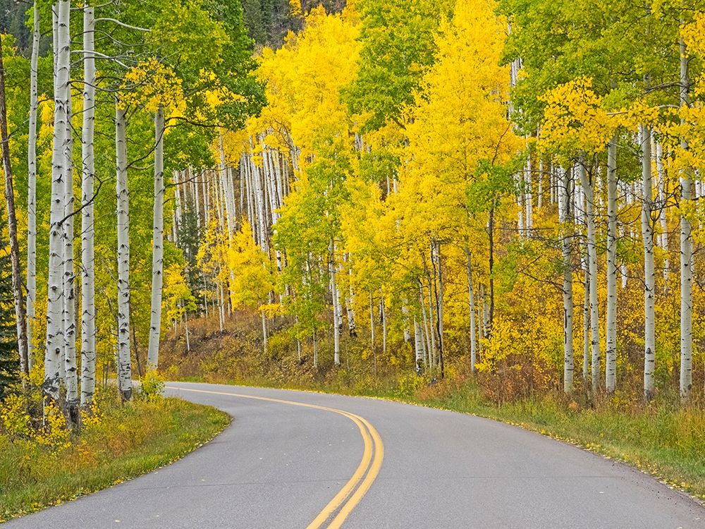 Colorado-Aspen-curved roadway near township of Aspen in fall colors art print by Sylvia Gulin for $57.95 CAD