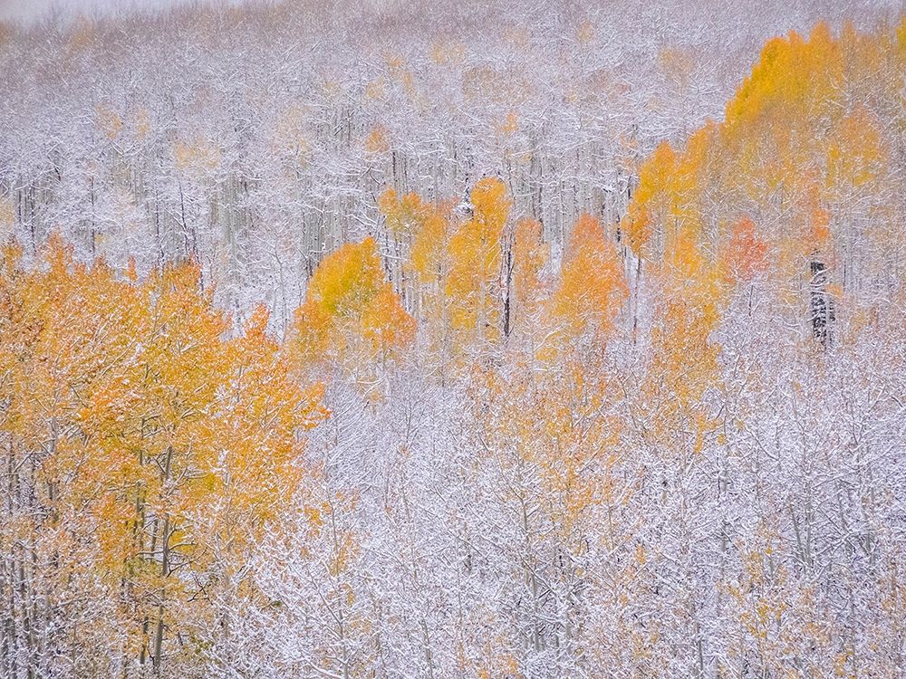 Colorado-Keebler Pass-fresh snow on Aspens with Fall Colors art print by Sylvia Gulin for $57.95 CAD
