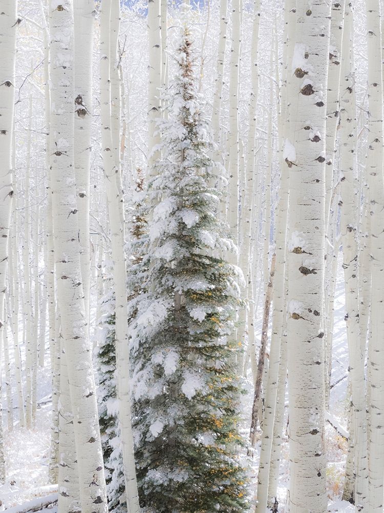 Colorado-Keebler Pass-fresh snow on Aspens and Evergreen trees art print by Sylvia Gulin for $57.95 CAD