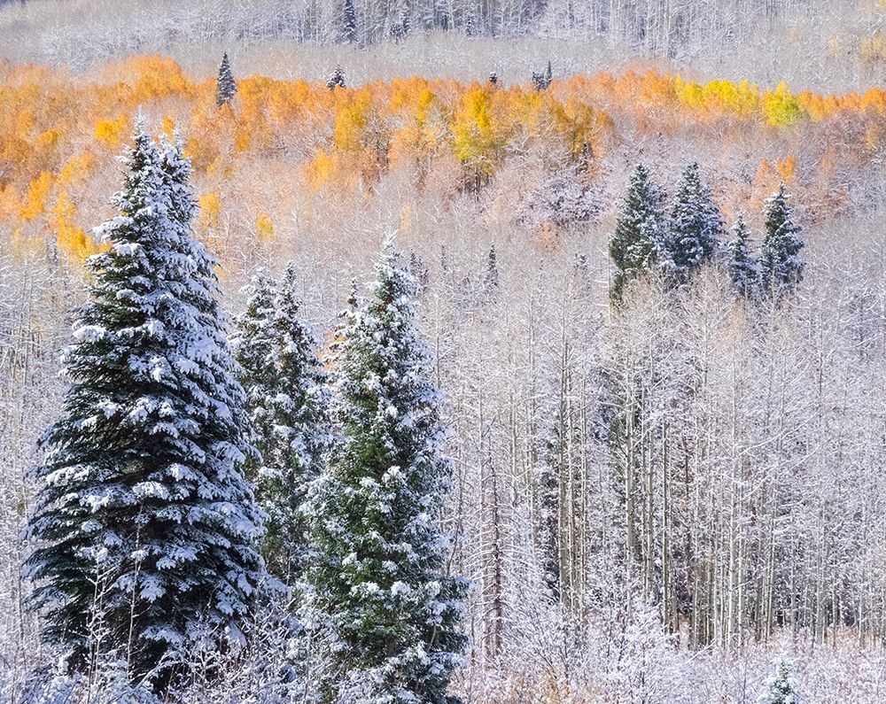 Colorado-Keebler Pass-fresh snow on Aspens with Fall Colors art print by Sylvia Gulin for $57.95 CAD
