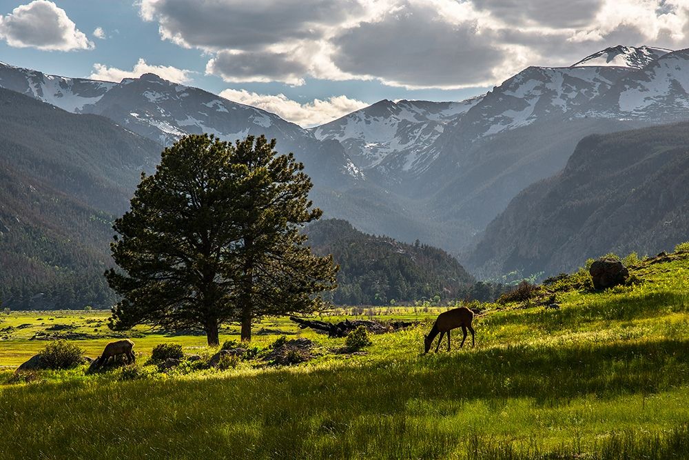 A lone deer grazes in the security of Rocky Mountain National Park in the Colorado Rocky Mountains art print by Steve Mohlenkamp for $57.95 CAD