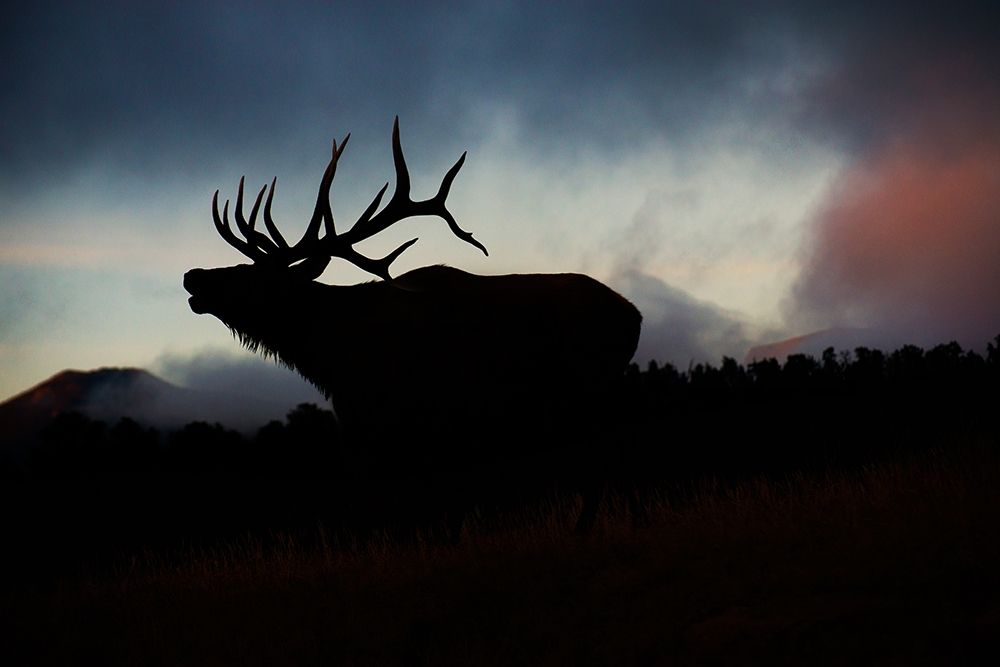 Bugling elk silhouetted against the Colorado Rocky Mountains art print by Steve Mohlenkamp for $57.95 CAD